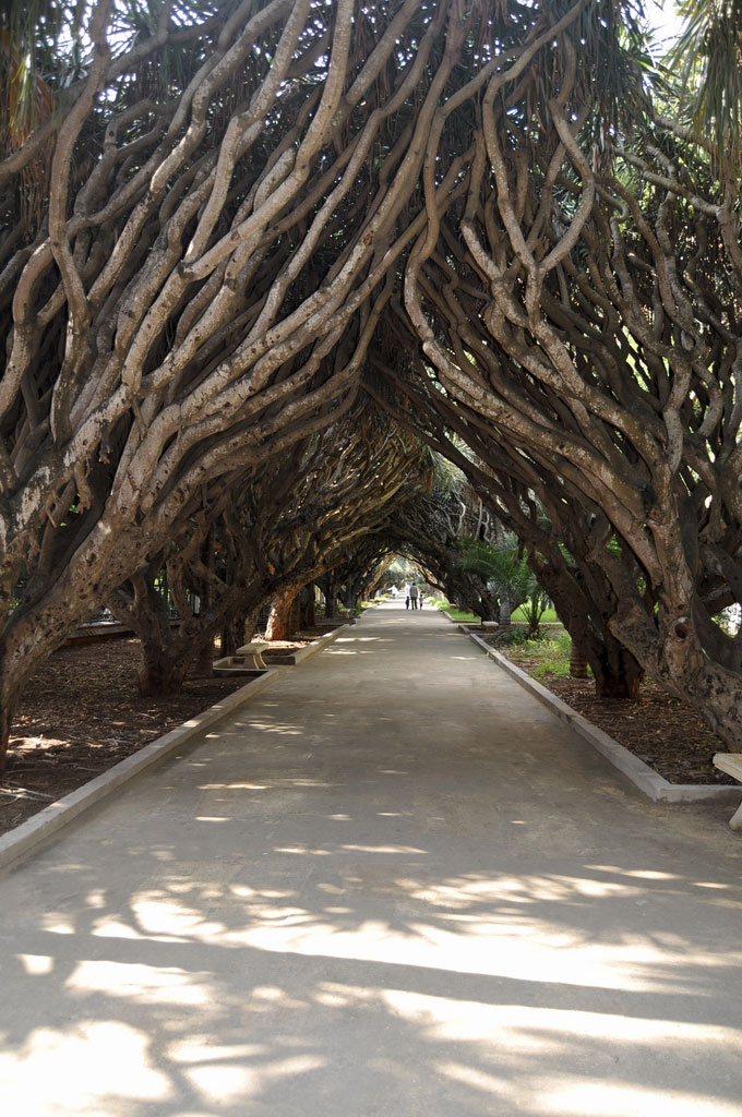 Les dragonniers du Jardin d'Essai d'Alger