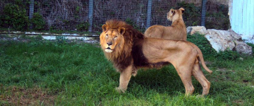 Le cirque des fauves au zoo de Ben Aknoun à Alger