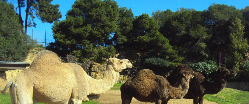 Le parc de Ben Aknoun à Alger