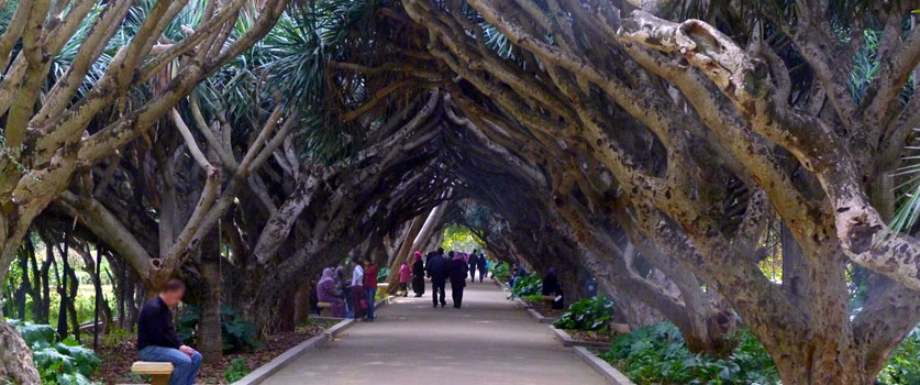 Des dragonniers au Jardin d'Essai d'Alger